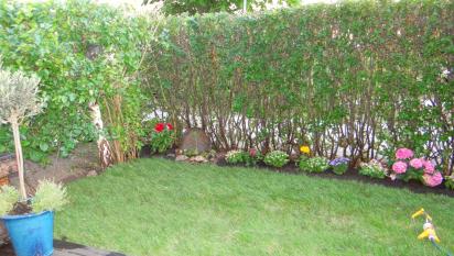 Ny gräsmatta, nyklippt häck, samt ny blomsterrabatt.