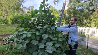 Ett flertal hasselbuskar växer på tomten och de behöver beskäras och hållas efter.