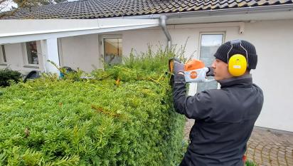 Häckklippning av idegranshäck