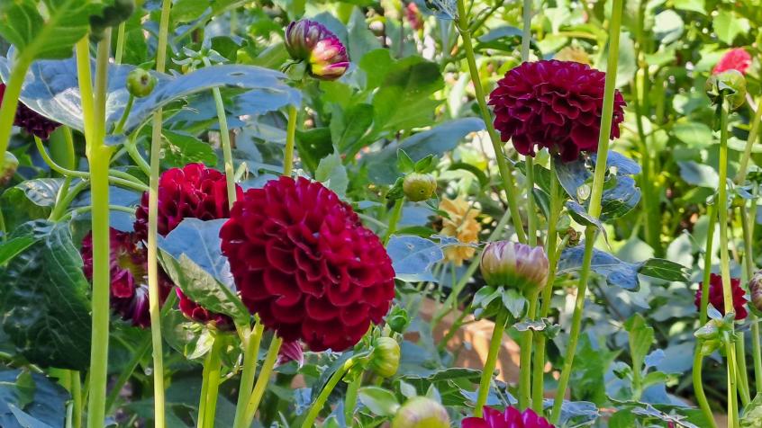 Dahliorna blommade fint på ett ställe.
