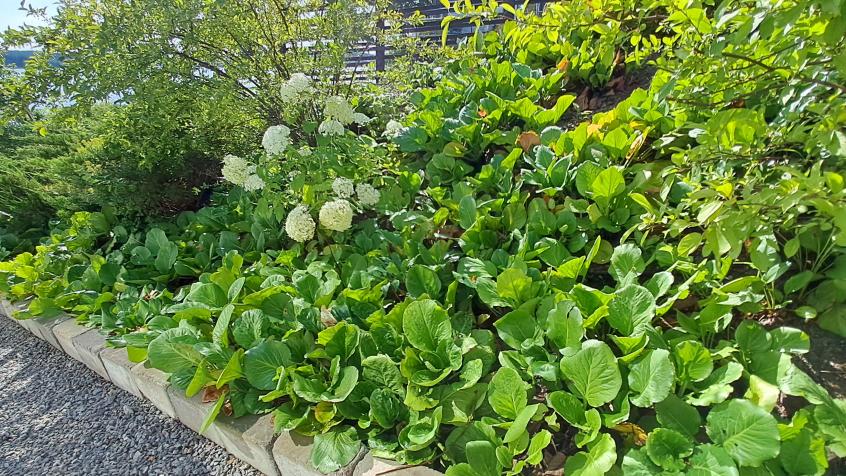 I en slänt växte bergenia och vi klippte bort de vissnade blomställningarna.