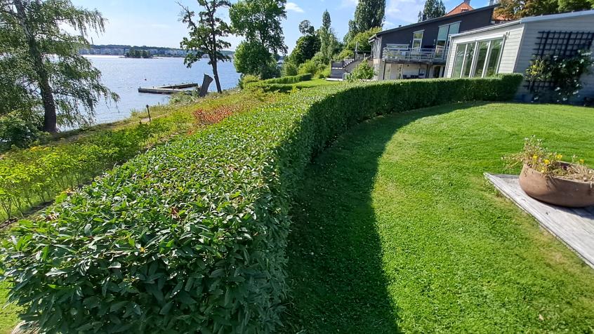 Ligusterhäcken blev nu välputsad och fin