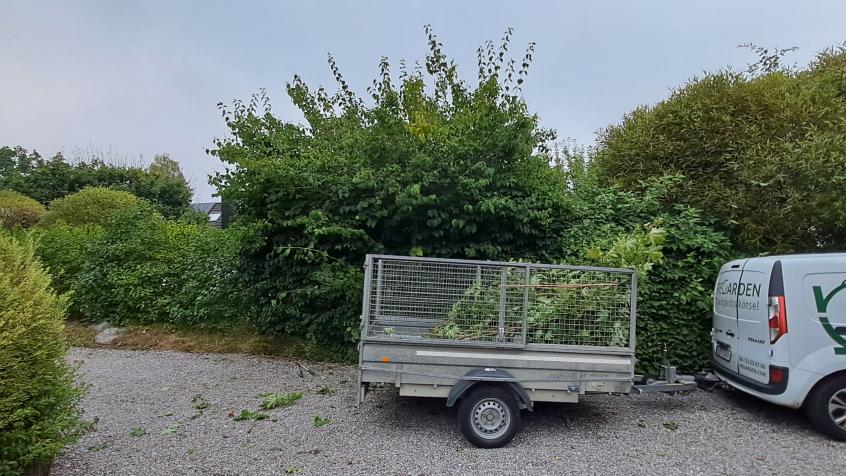 Doftschersmin skall beskäras