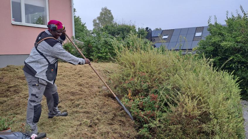 Joice rensar upp efter klippning av spireahäcken och klippning av gräset.