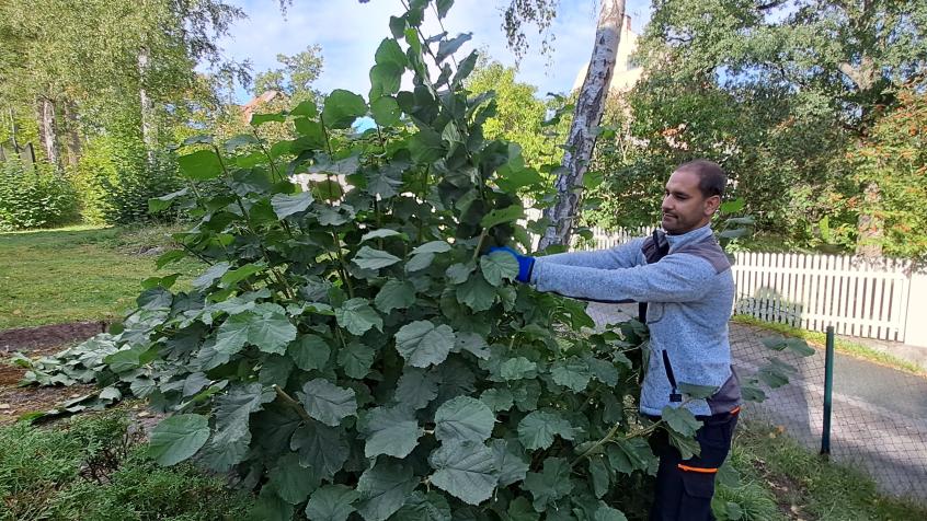 Ett flertal hasselbuskar växer på tomten och de behöver beskäras och hållas efter.