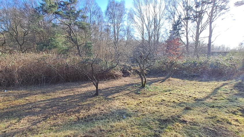 EFTER: Det blev stor skillnad när vi fått röja bort björnbären och trimma marken.