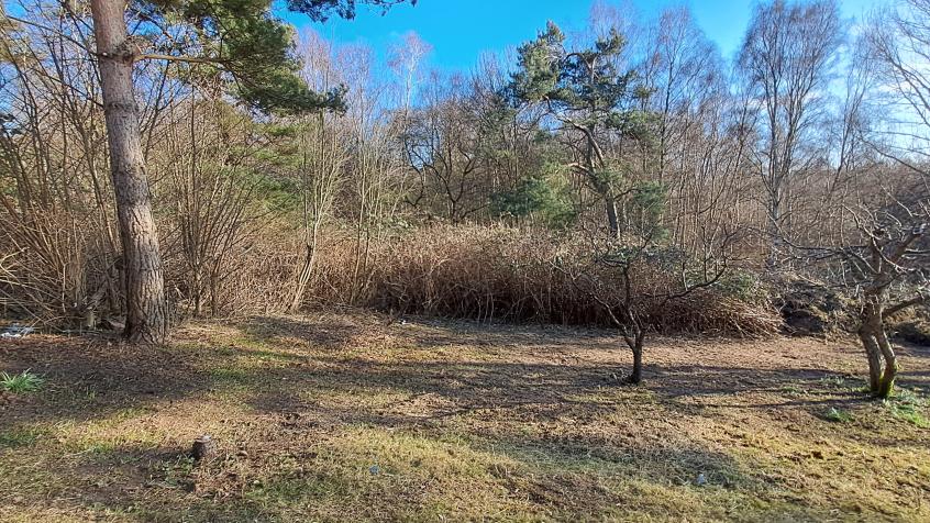 EFTER: Det blev stor skillnad och i markytan såg vi massor av blå Scilla som nu har en chans att blomma vackert.