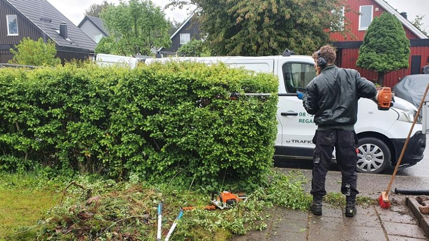 Men först, för att komma åt och se vad han gör, sås sågar han av stammarna med stångmotorsågen