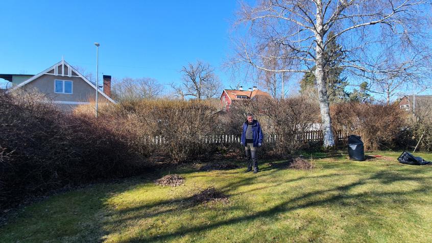 Det finns mycket buskar på tomten som behöver hållas efter.