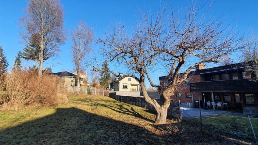 Trädet innan beskärningen