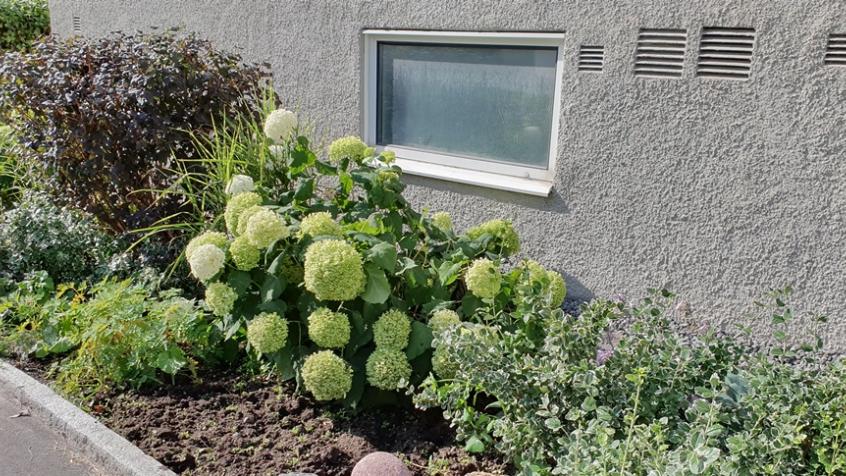 Hortensiorna blommar nu under augusti.