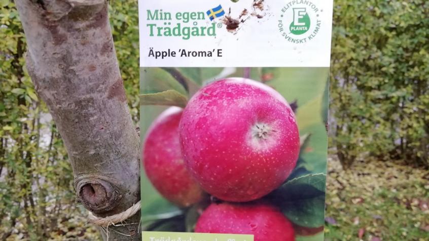 Kunden valde ett Aroma-träd som ger röda goda frukter under hösten.