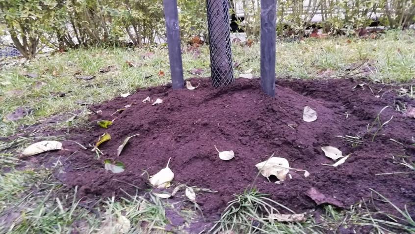 Vi har planterat trädet något högre än omgivande mark. Detta eftersom det normalt sett sjunker något efter planteringen, och vi måste undvika att stammen hamnar för lågt, barken kan annars skadas vilket kan leda till att trädet dör.
