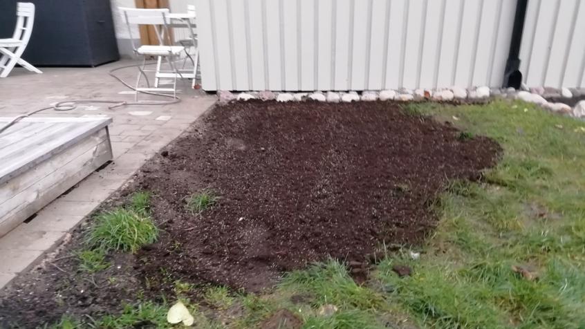 Vi passade också på att fixa till en del av gräsmattan, med ny dressjord och lite gräsfrön.