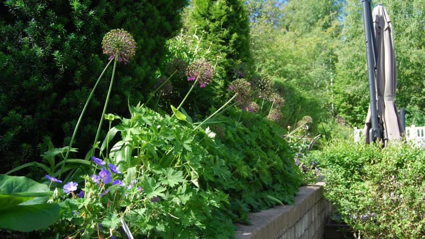 Allium som med sin höjd ger kontraster i rabatten