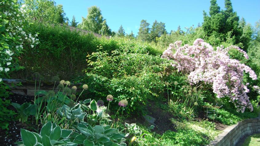 Hosta Funkia är en trevlig grön växt som är relativt lättskött och trivs med andra växter