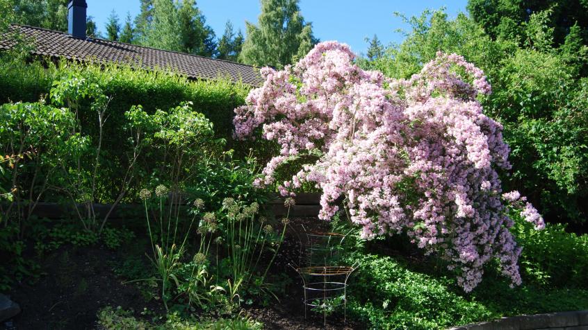 Paradisbusken är väldigt vacker
