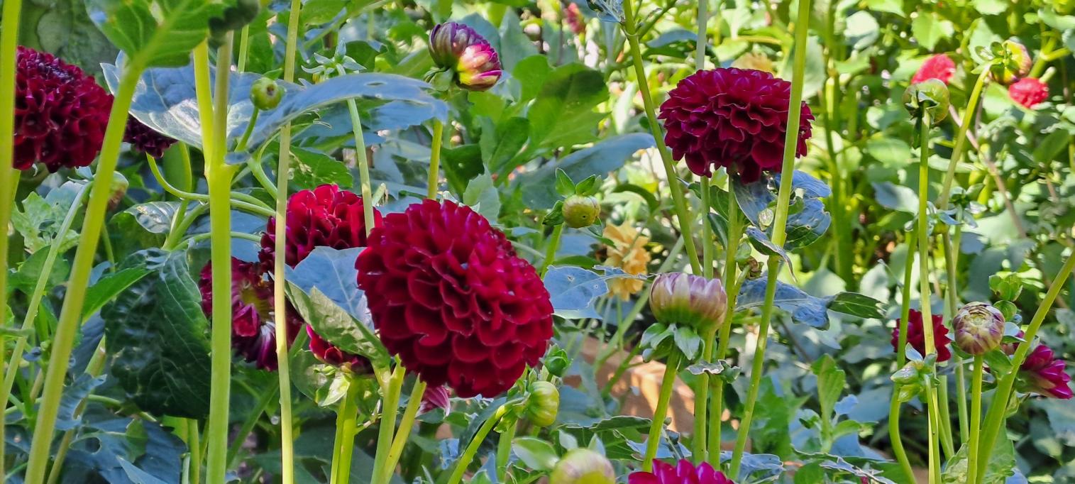 Dahliorna blommade fint på ett ställe.