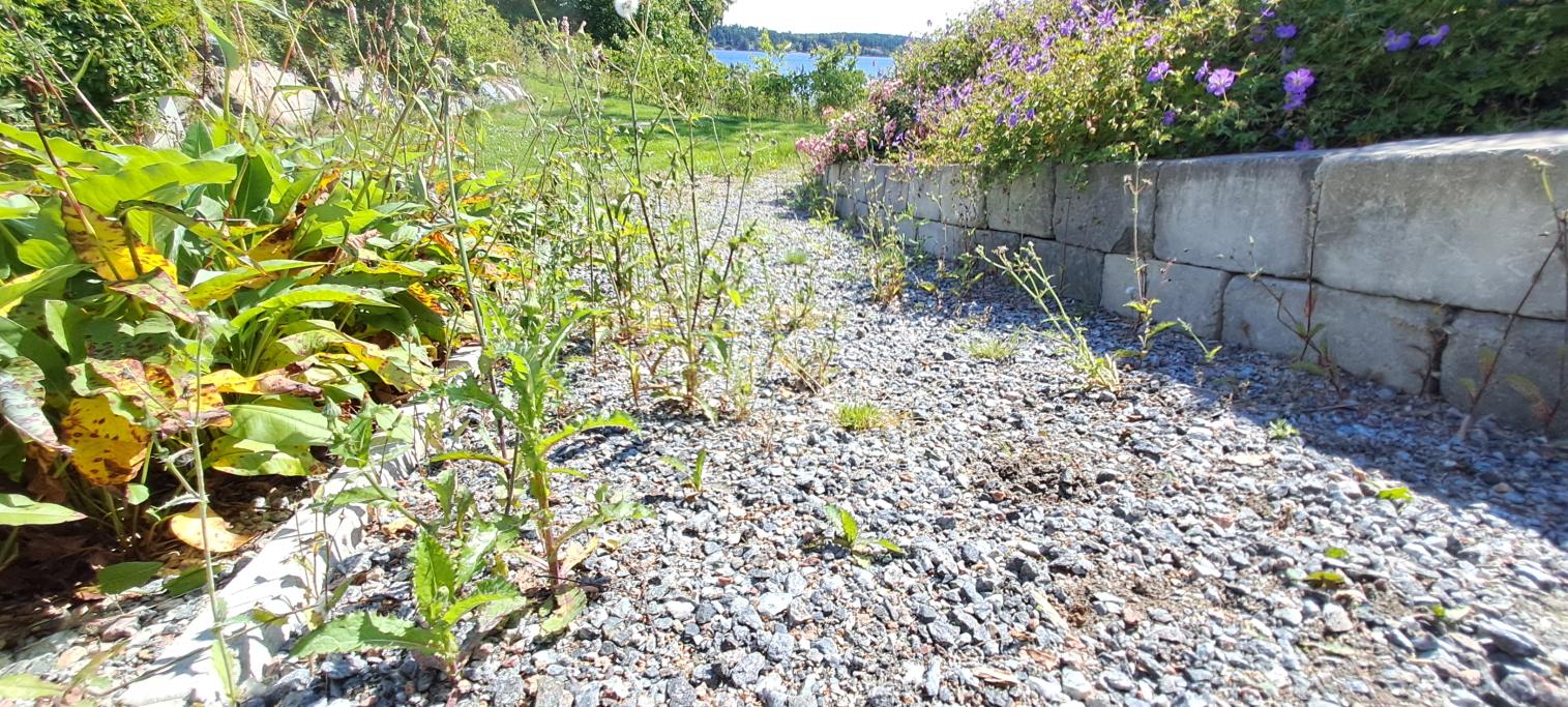 Ogräset växte i grusgången