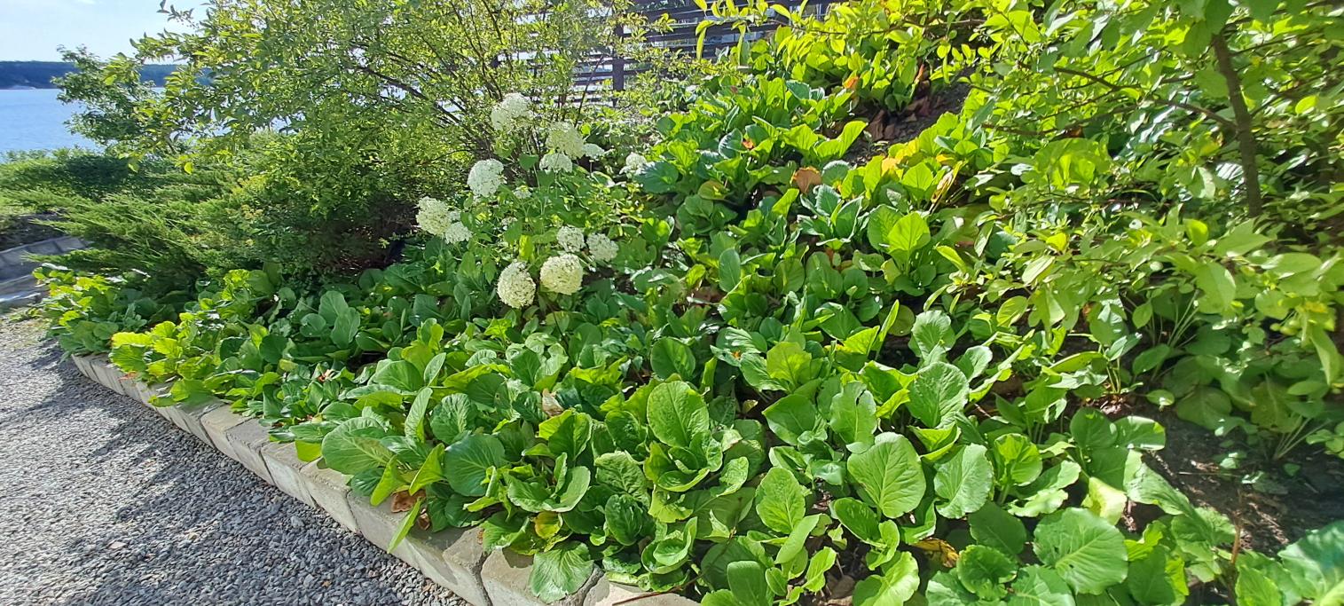 I en slänt växte bergenia och vi klippte bort de vissnade blomställningarna.
