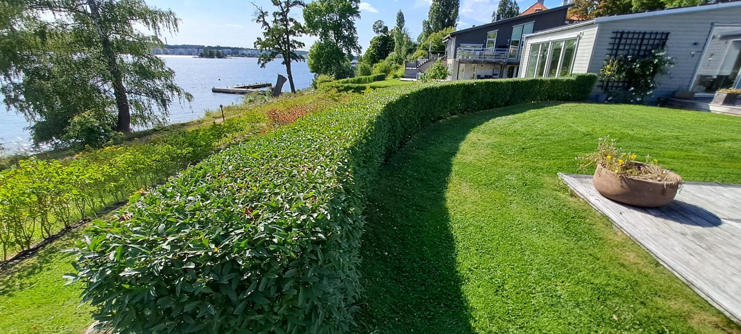 Ligusterhäcken blev nu välputsad och fin