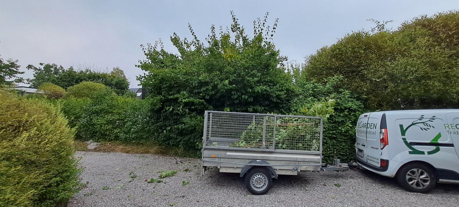 Doftschersmin skall beskäras