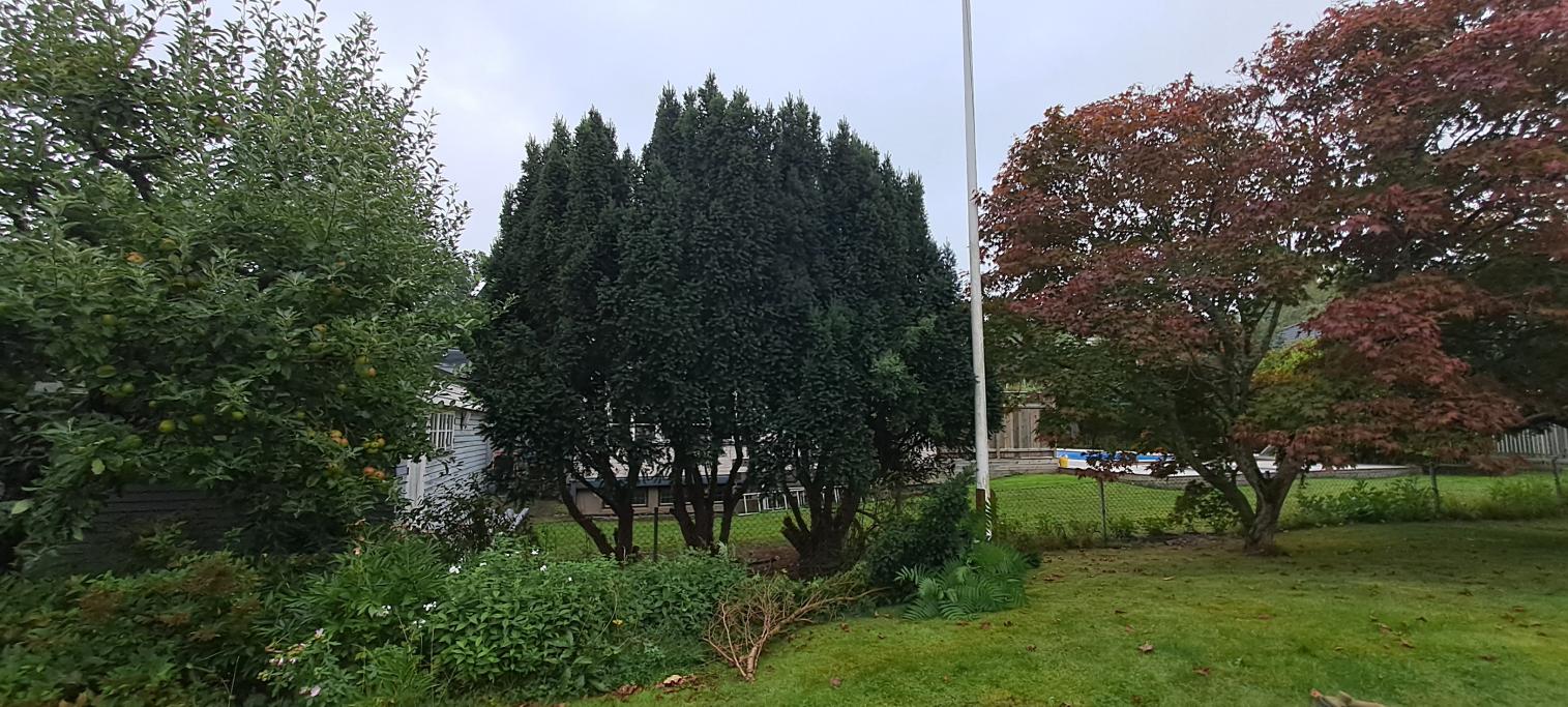 Idegranen formas och beskärs