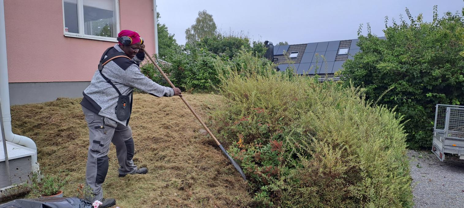 Joice rensar upp efter klippning av spireahäcken och klippning av gräset.