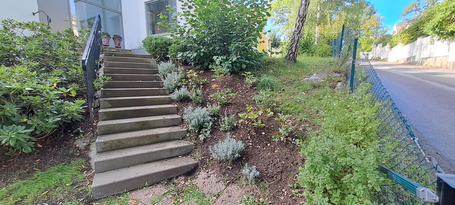 Sohail har rensat i rabatten som vi planterat växter i.