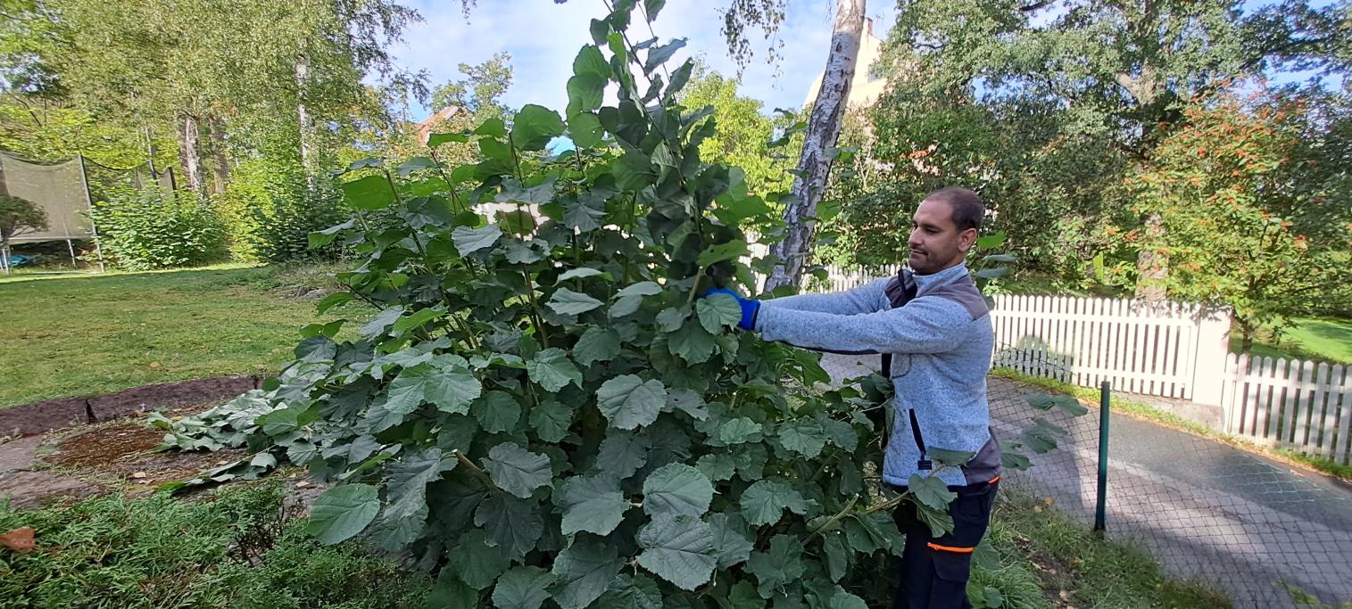 Ett flertal hasselbuskar växer på tomten och de behöver beskäras och hållas efter.