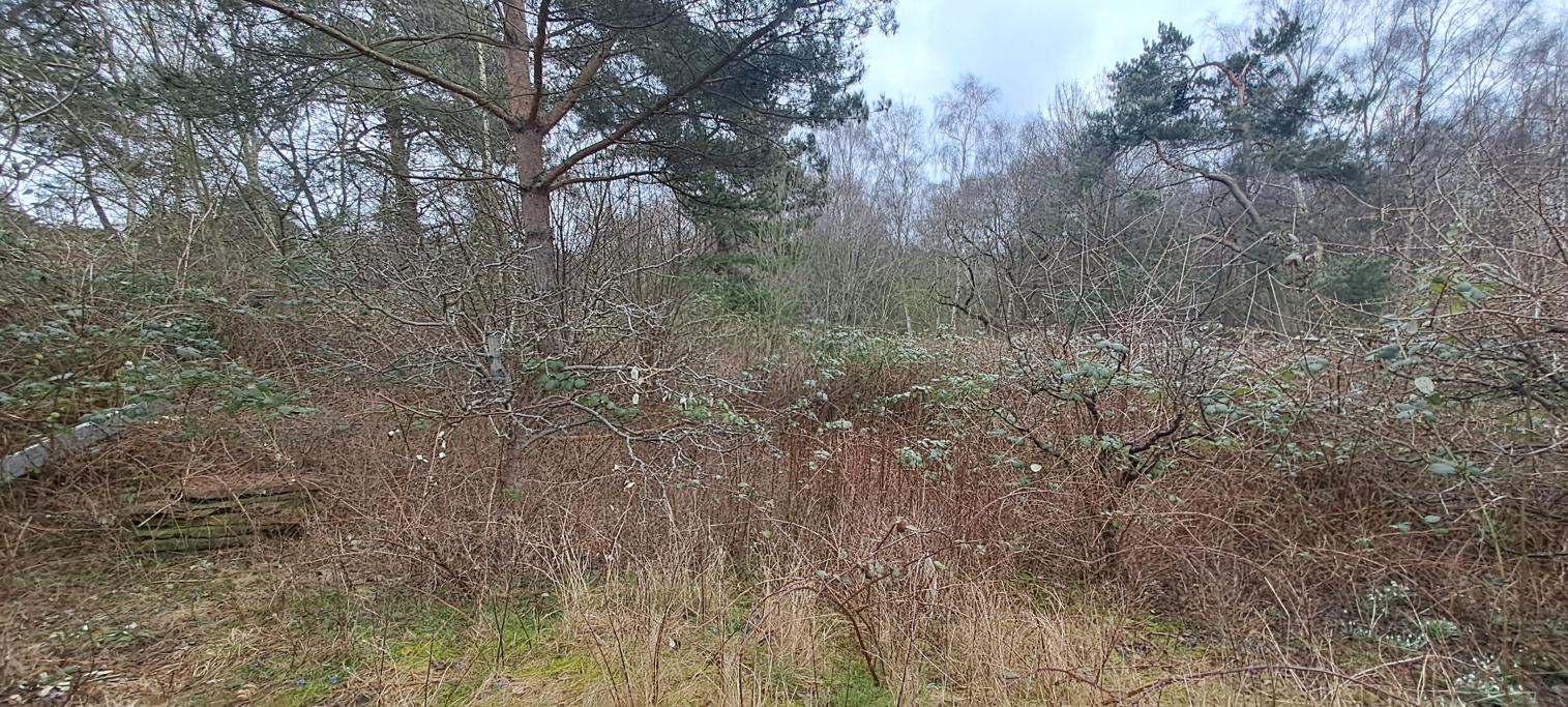 FÖRE: Innan vi började var tomten helt igenväxt här. Björnbären hade tagit över.
