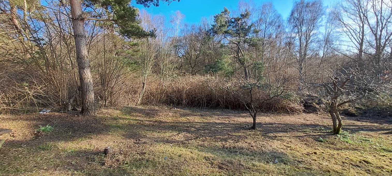 EFTER: Det blev stor skillnad och i markytan såg vi massor av blå Scilla som nu har en chans att blomma vackert.