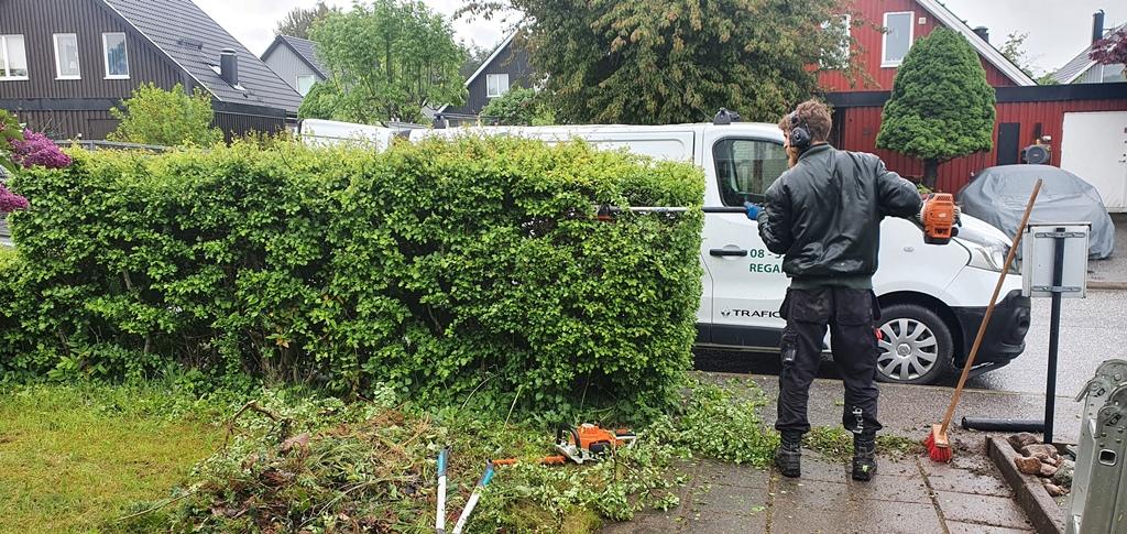 Men först, för att komma åt och se vad han gör, sås sågar han av stammarna med stångmotorsågen