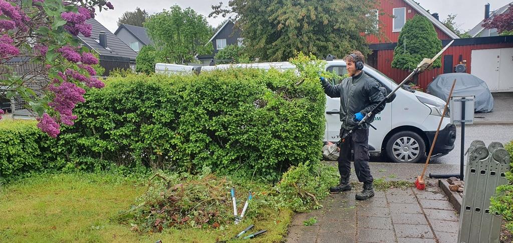 Hagtornshäcken växer tät och grenarna om varandra, så det är ett arbete att dra ut de avsågade grenarna.