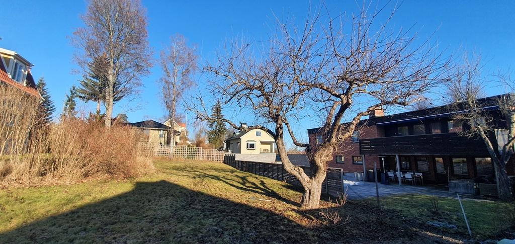 Trädet innan beskärningen
