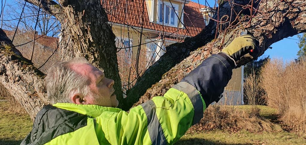 Vi diskuterar klipptekniker och bästa sättet att ta sig an ett sånt här träd.