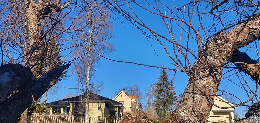 Det gamla trädet skuter en del vattenskott från stammarna varje år.