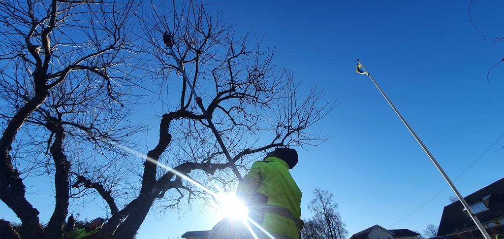 För att nå alla skott i toppen använder vi Stångsaxar från Gardena.