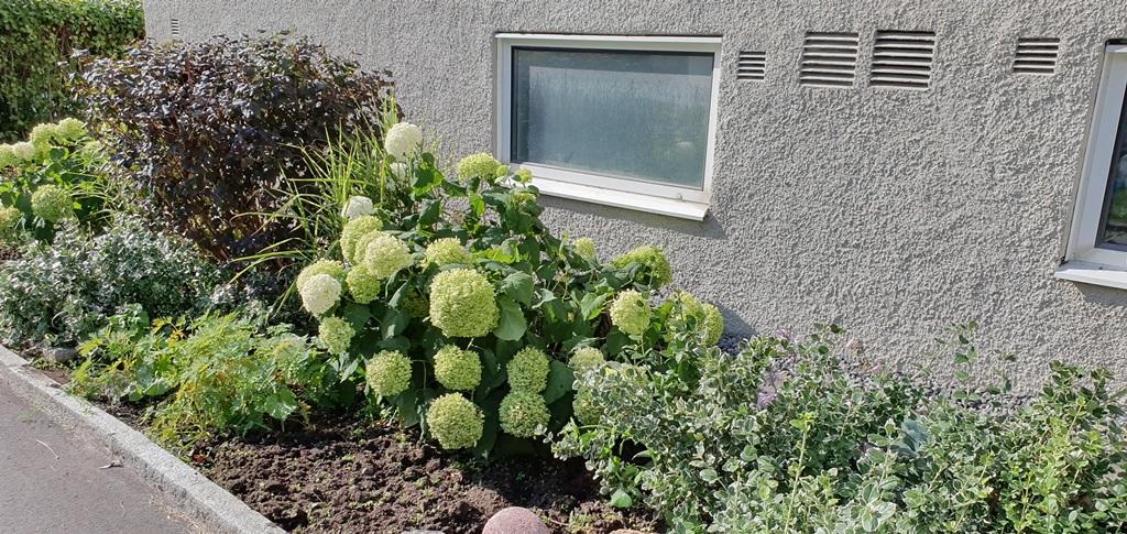 Hortensiorna blommar nu under augusti.