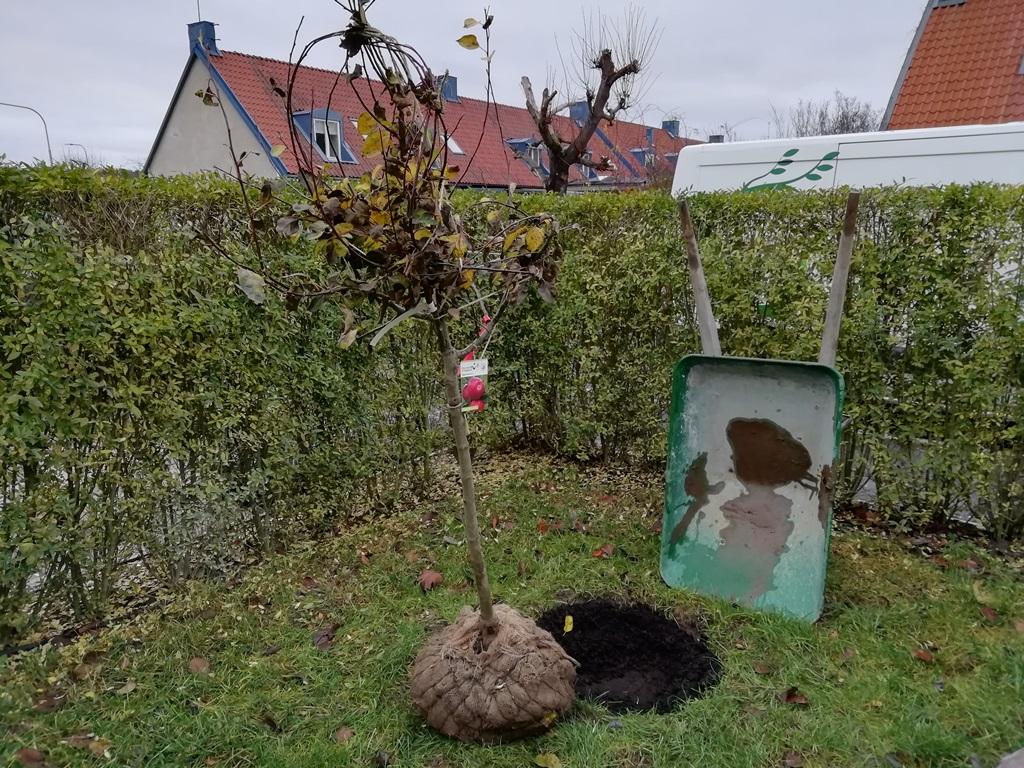 Jorden runt planteringsplatsen var mycket bra varför vi inte behövde gräva ett stort hål.