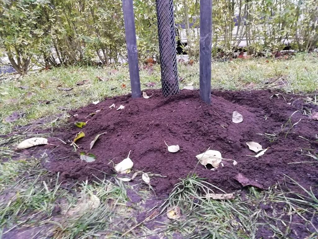 Vi har planterat trädet något högre än omgivande mark. Detta eftersom det normalt sett sjunker något efter planteringen, och vi måste undvika att stammen hamnar för lågt, barken kan annars skadas vilket kan leda till att trädet dör.