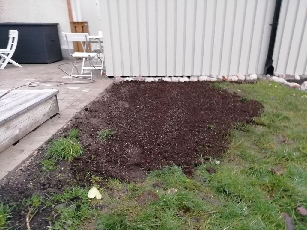 Vi passade också på att fixa till en del av gräsmattan, med ny dressjord och lite gräsfrön.