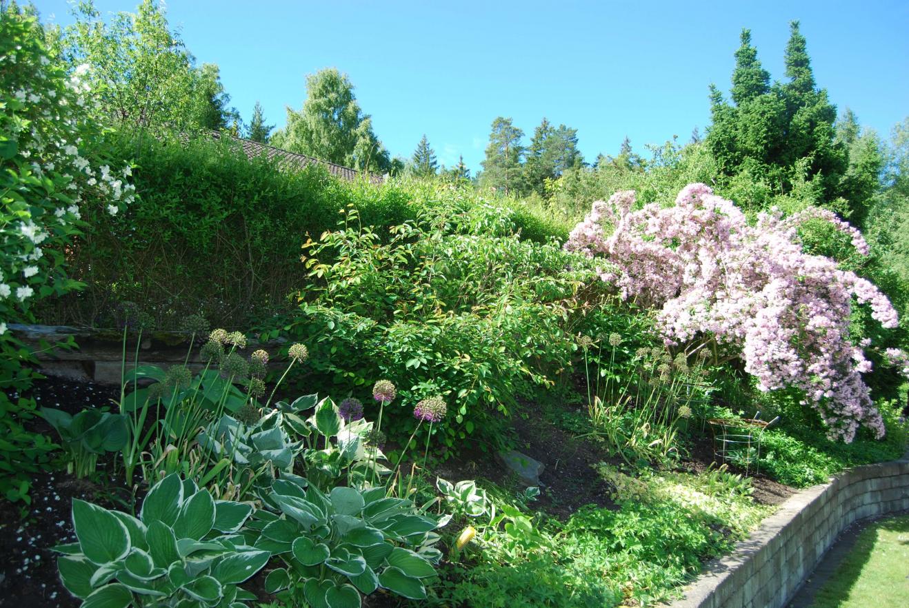 Hosta Funkia är en trevlig grön växt som är relativt lättskött och trivs med andra växter