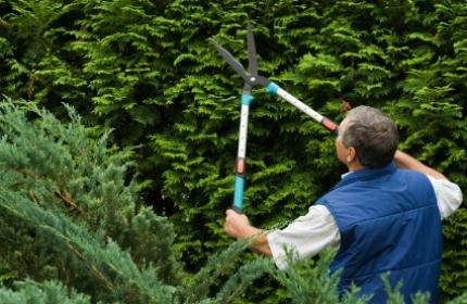 Gallra och beskära häckar. ReGardens trädgårdsarbetare fixar jobbet lätt.