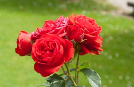 Plantera rosor, beskärning och omvårdnad, sen blommar de som aldrig förr.