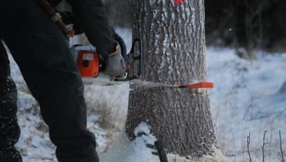 Miron fäller trädet genom att kapa "säkerhetshörnet"