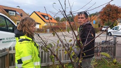 Mats och Maja diskuterar uppbyggnadsbeskärning av ett yngre körsbärsträd