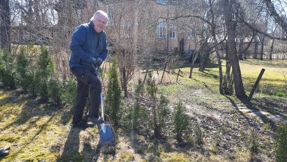Andreas gräver upp en död buske.