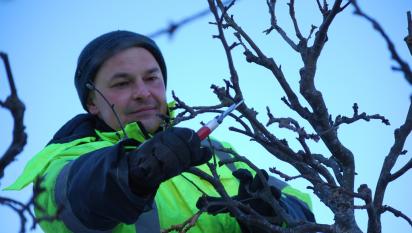 Piotr beskär trädet med varsam hand