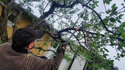 Trädbeskärning av 2 normalstora men vildvuxna äppelträd i Sigtuna